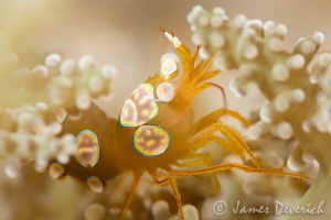 Sexy Shrimp - Thor amboinensis by James Deverich 